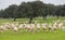 Sheep grazing on a green meadow