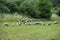 Sheep grazing on the green meadow. Animals kept in rural households