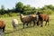 Sheep Grazing on Green Meadow at Sunset. Flock of Sheep Resting on Green Meadow at Dusk