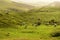 Sheep grazing a green pasture at sunset