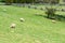 Sheep Grazing on the Grounds of Booker T. Washington National Monument
