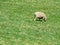 Sheep Grazing on the Grounds of Booker T. Washington National Monument