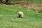 Sheep Grazing on the Grounds of Booker T. Washington National Monument