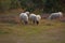 Sheep grazing in a heather meadow during sunset in Rebild National Park, Denmark. A flock of woolly lambs walking and