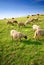 Sheep grazing on a hill