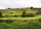 Sheep grazing on a hill in rough hilly pasture with moorland plants and boulders in cumbria near Cartmel