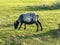 Sheep grazing on the hills of Achill Island