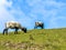 Sheep grazing on the hills of Achill Island