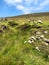 Sheep grazing on the hills of Achill Island