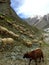 Sheep grazing in the Himalayas