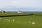 Sheep Grazing on Irish Coastline