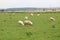 Sheep grazing in kent field