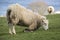 Sheep grazing by kneeling down