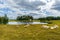 Sheep grazing by a lake in the Swedish countryside