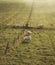 Sheep grazing in landscape during glowing vibrant Winter sunrise