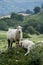 Sheep grazing and lazing.