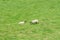 Sheep grazing in a lush field in the summertime