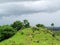 Sheep grazing in lush green field