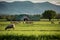 Sheep Grazing in Lush Green Field with Barn and Mountains in Background