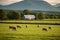 Sheep Grazing in Lush Green Field with Barn and Mountains in Background