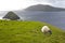 Sheep grazing on meadow