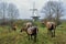 Sheep grazing on a meadow in the colorful countryside surrounding the town Veere, Zeeland, Netherlands