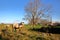 Sheep grazing on a meadow in the colorful countryside surrounding Veere, Zeeland, Netherlands