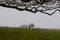 Sheep grazing on a meadow in Fellbrig Hall, Norfolk, UK