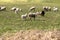 Sheep Grazing in Meadow. Rural scene, flock of sheep herds