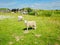 Sheep grazing in a meadow on the Welsh coastal path