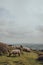 Sheep grazing in Mendip Hills, Somerset, UK, scenic view