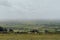 Sheep grazing in Mendip Hills, UK, scenic view