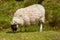Sheep grazing on the moorland grass