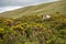 Sheep grazing on a mountain