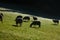 Sheep grazing on mountain farmland in switzerland