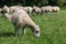 Sheep grazing near Avebury