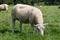 Sheep grazing near Avebury