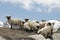 Sheep grazing near Schwarzsee