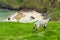 Sheep grazing near Silver Strand, a sandy beach in a sheltered, horseshoe-shaped bay, situated at Malin Beg, near Glencolmcille,