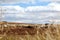 Sheep grazing near the village of Molina de Aragon, Castile Leon, Spain