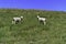 Sheep grazing in New Zealand