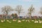 Sheep grazing in North Holland farmland outside village