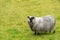 Sheep grazing on Norwegian farmland