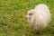 Sheep grazing on Norwegian farmland
