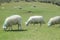 Sheep grazing outdoors on farmland on a bright sunny day