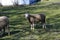 Sheep grazing on the outskirts of the city of Madrid.