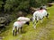 Sheep grazing over gorge edge