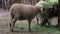 Sheep grazing in paddock