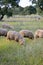 Sheep grazing in the pasture of Extremadura