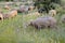 Sheep grazing in the pasture of Extremadura